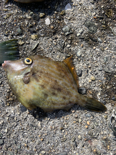 カワハギの釣果