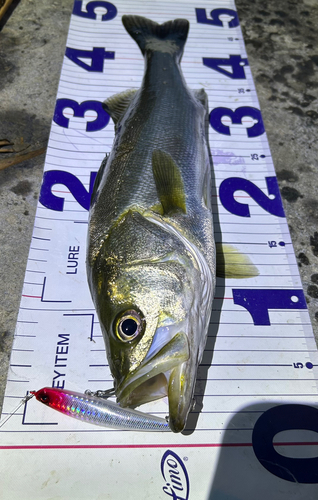 シーバスの釣果