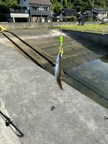 カマスの釣果