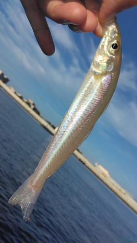 キスの釣果