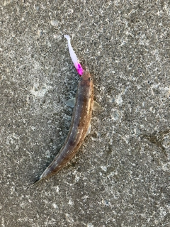 エソの釣果