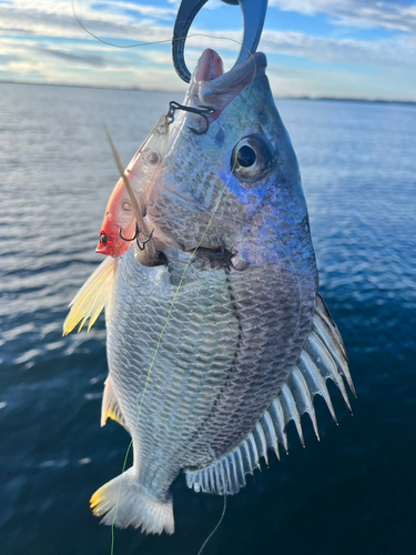 キビレの釣果