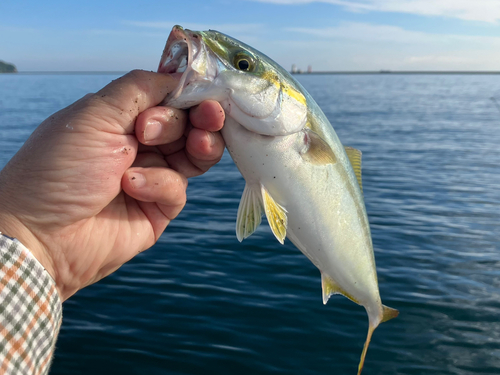 ワカシの釣果