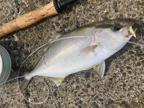 ショゴの釣果