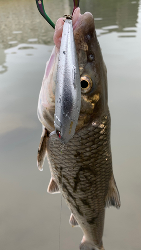 ニゴイの釣果