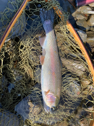 ニジマスの釣果