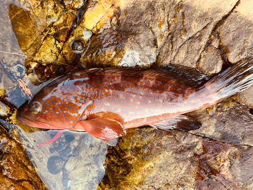 アコウの釣果