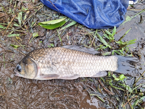 フナの釣果