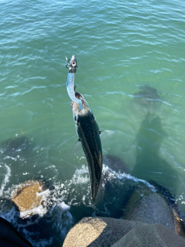 サバの釣果