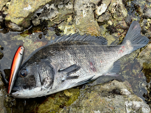 チヌの釣果