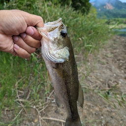 ブラックバス