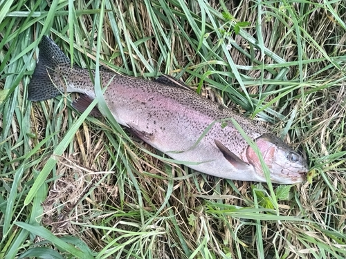 ニジマスの釣果