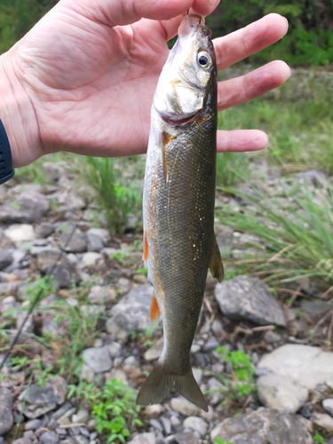 ウグイの釣果