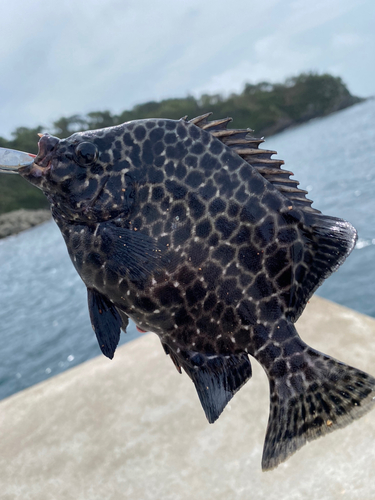 イシガキダイの釣果