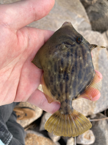 カワハギの釣果