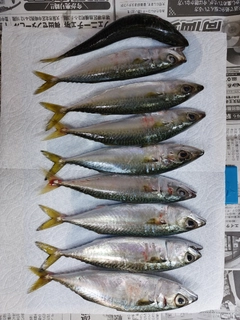サバの釣果