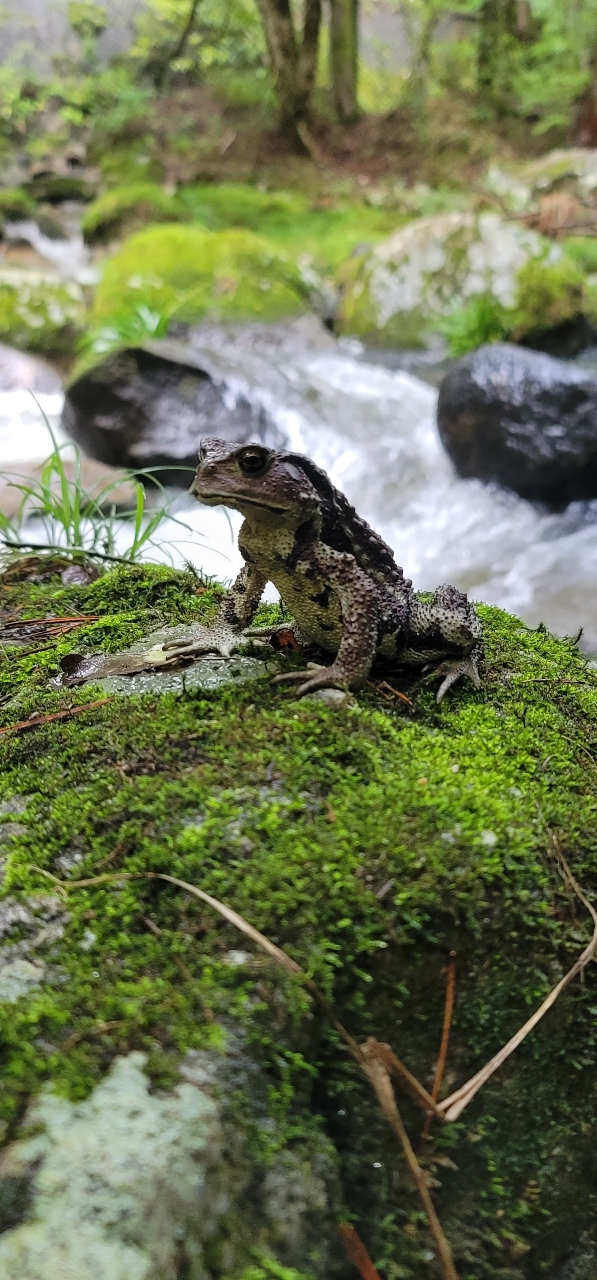 アマゴ