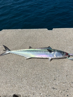 サゴシの釣果