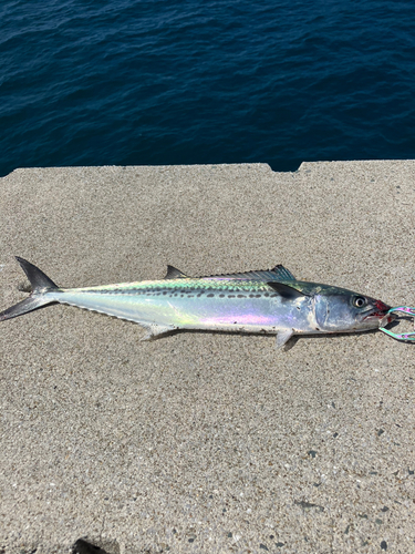 サゴシの釣果