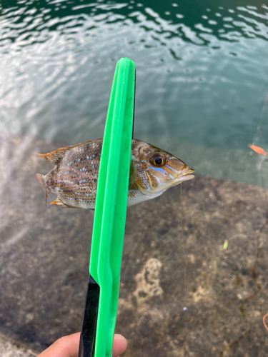 ハマフエフキの釣果