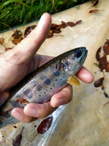 アマゴの釣果