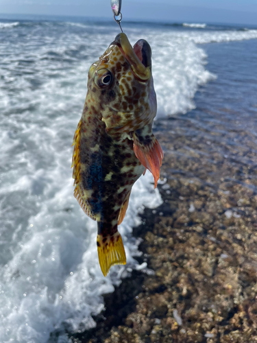 イソゴンベの釣果