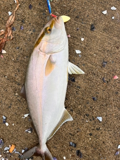 ショゴの釣果