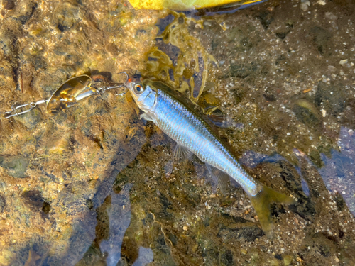 オイカワの釣果