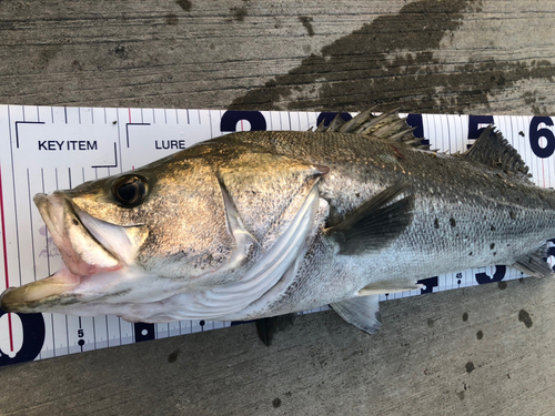 シーバスの釣果