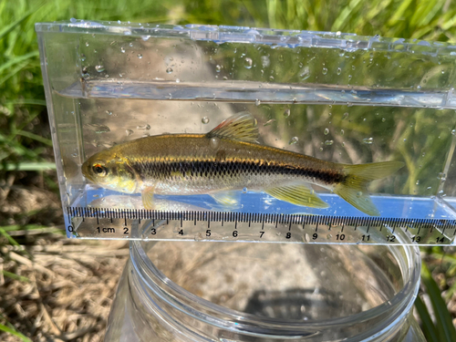 カワムツの釣果