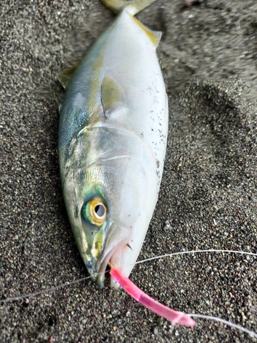 ワカシの釣果