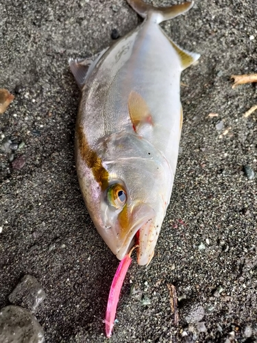 ショゴの釣果