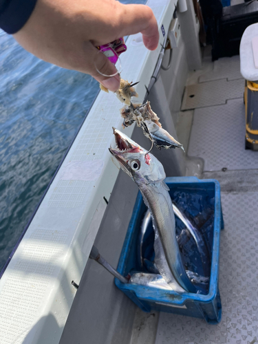 タチウオの釣果