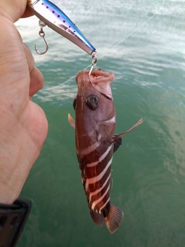 マハタの釣果