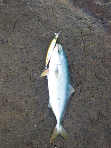 ツバスの釣果