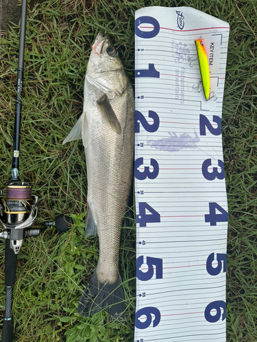 シーバスの釣果