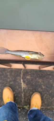 マハゼの釣果