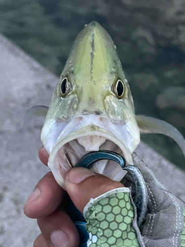 オニヒラアジの釣果