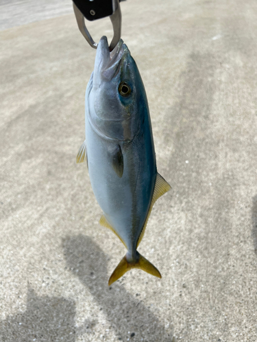 ヤズの釣果