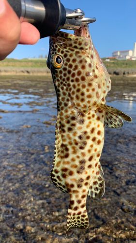 イシミーバイの釣果