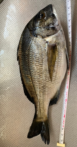 クロダイの釣果