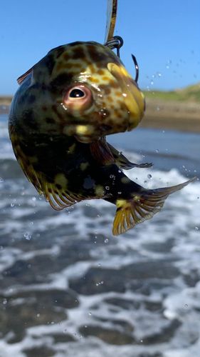 イソゴンベの釣果
