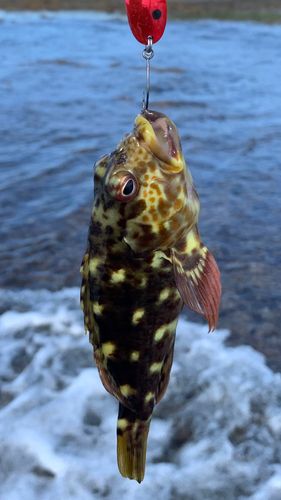 イソゴンベの釣果