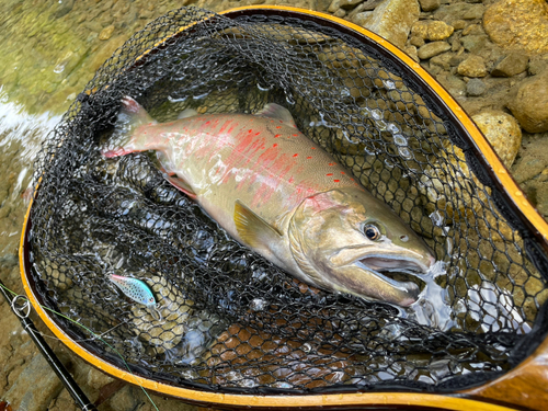 アマゴの釣果