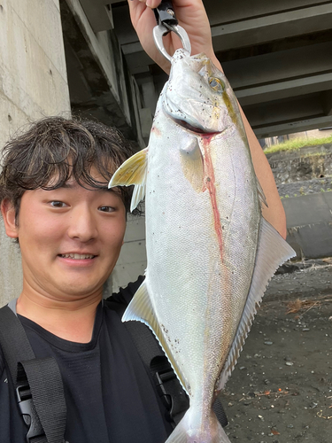 ショゴの釣果