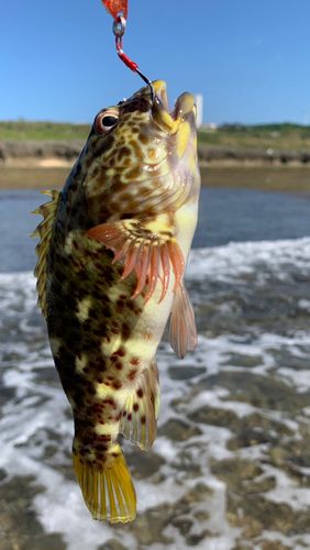 イソゴンベの釣果