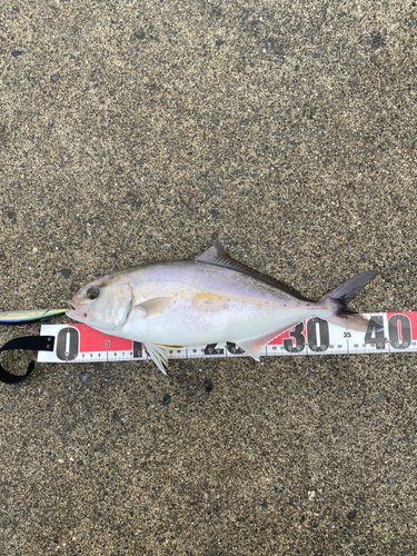 ショゴの釣果