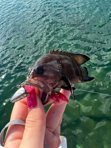 ヤミハタの釣果