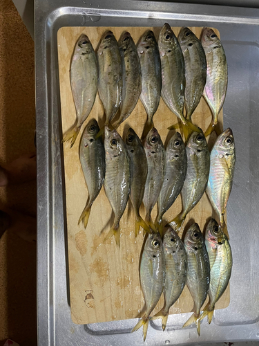 アジの釣果