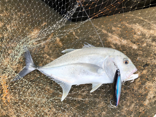 ロウニンアジの釣果